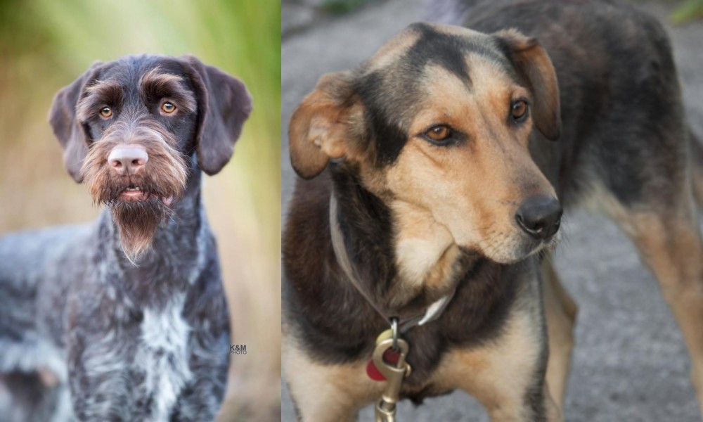 Huntaway vs German Wirehaired Pointer - Breed Comparison