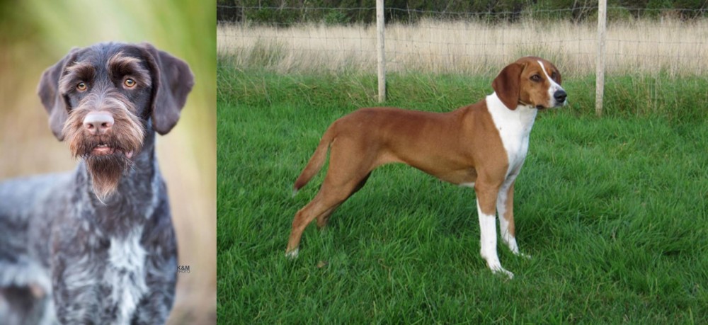 Hygenhund vs German Wirehaired Pointer - Breed Comparison