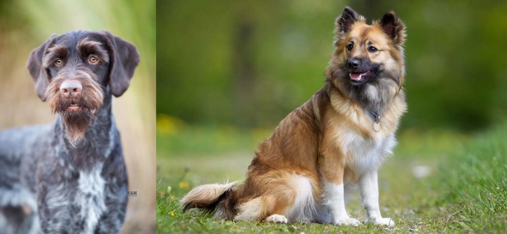 Icelandic Sheepdog vs German Wirehaired Pointer - Breed Comparison