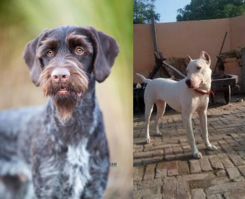 Indian Bull Terrier vs German Wirehaired Pointer - Breed Comparison