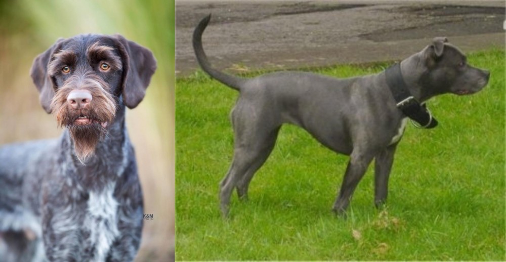 Irish Bull Terrier vs German Wirehaired Pointer - Breed Comparison