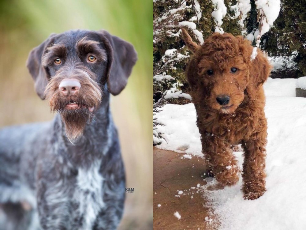 Irish Doodles vs German Wirehaired Pointer - Breed Comparison