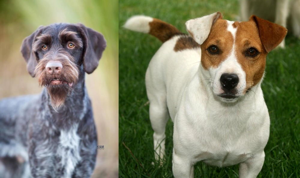 Irish Jack Russell vs German Wirehaired Pointer - Breed Comparison