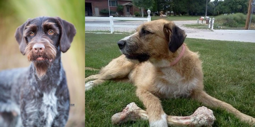 Irish Mastiff Hound vs German Wirehaired Pointer - Breed Comparison