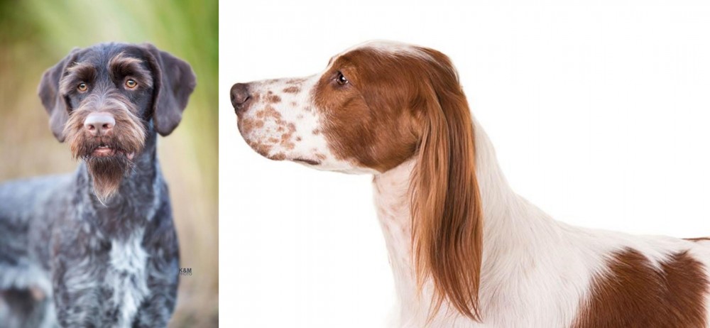Irish Red and White Setter vs German Wirehaired Pointer - Breed Comparison