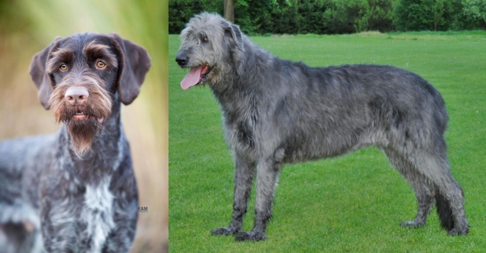 Irish Wolfhound vs German Wirehaired Pointer - Breed Comparison
