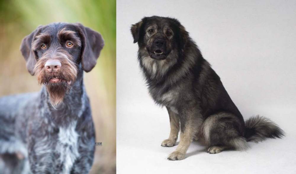 Istrian Sheepdog vs German Wirehaired Pointer - Breed Comparison
