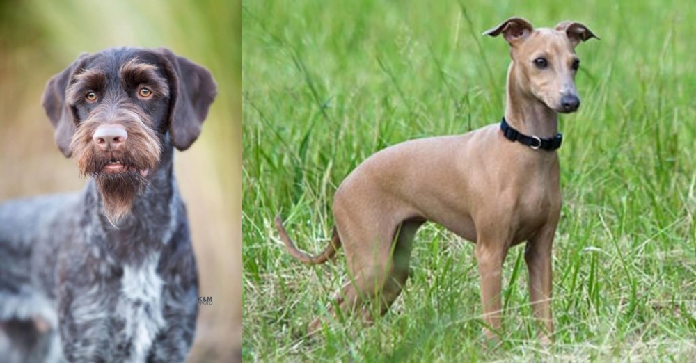 Italian Greyhound vs German Wirehaired Pointer - Breed Comparison