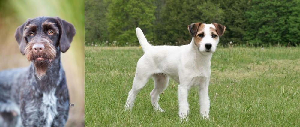 Jack Russell Terrier vs German Wirehaired Pointer - Breed Comparison