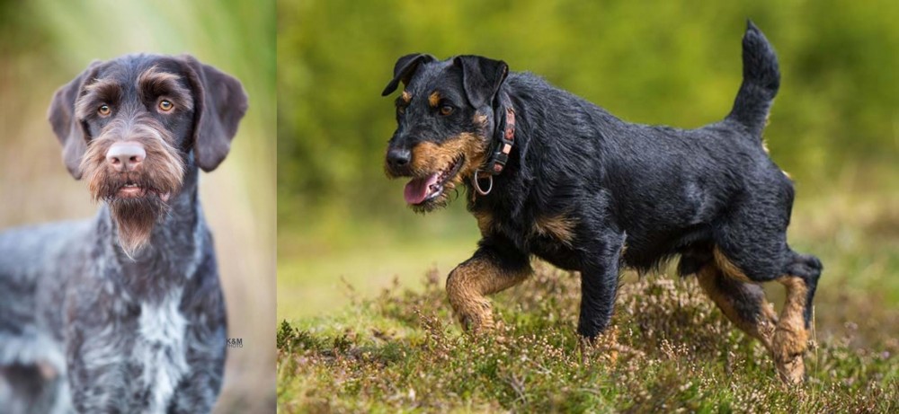 Jagdterrier vs German Wirehaired Pointer - Breed Comparison
