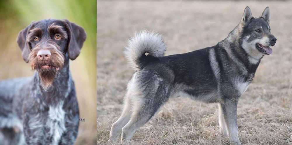 Jamthund vs German Wirehaired Pointer - Breed Comparison