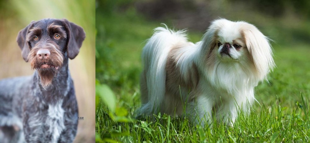 Japanese Chin vs German Wirehaired Pointer - Breed Comparison