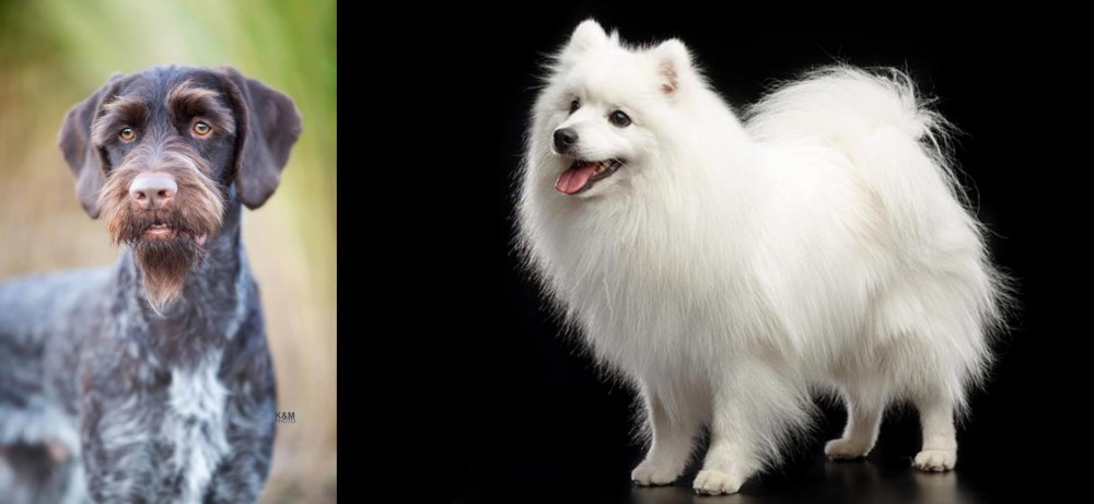 Japanese Spitz vs German Wirehaired Pointer - Breed Comparison