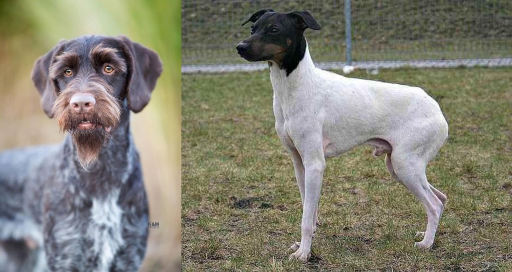 Japanese Terrier vs German Wirehaired Pointer - Breed Comparison