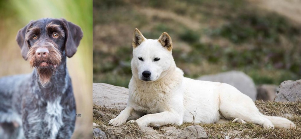Jindo vs German Wirehaired Pointer - Breed Comparison