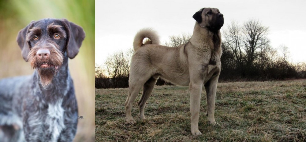 Kangal Dog vs German Wirehaired Pointer - Breed Comparison