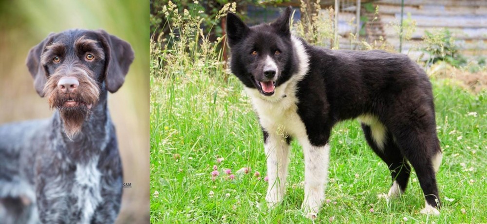 Karelian Bear Dog vs German Wirehaired Pointer - Breed Comparison