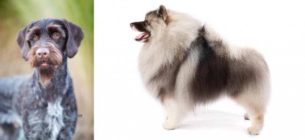 Keeshond vs German Wirehaired Pointer - Breed Comparison