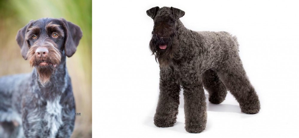 Kerry Blue Terrier vs German Wirehaired Pointer - Breed Comparison