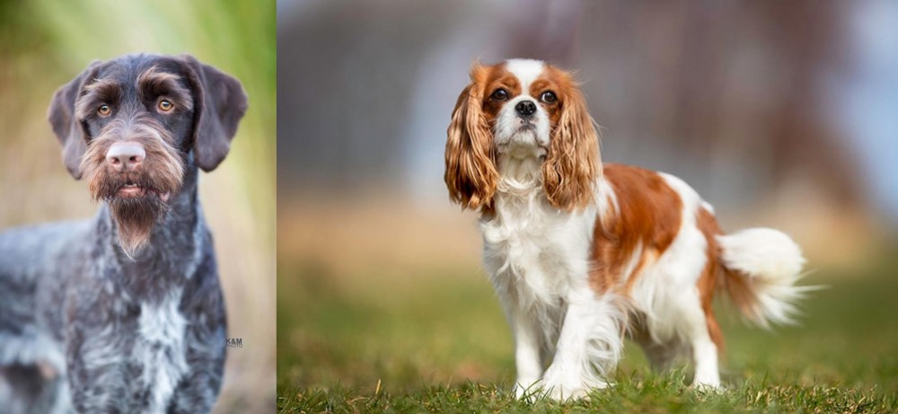 King Charles Spaniel vs German Wirehaired Pointer - Breed Comparison