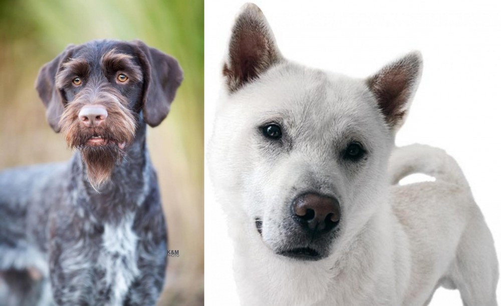 Kishu vs German Wirehaired Pointer - Breed Comparison
