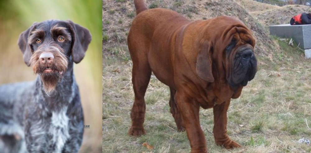 Korean Mastiff vs German Wirehaired Pointer - Breed Comparison