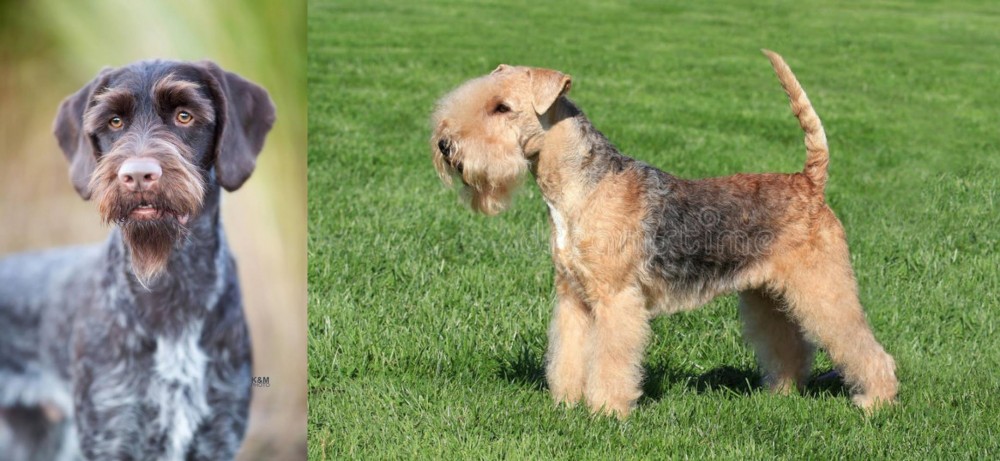 Lakeland Terrier vs German Wirehaired Pointer - Breed Comparison