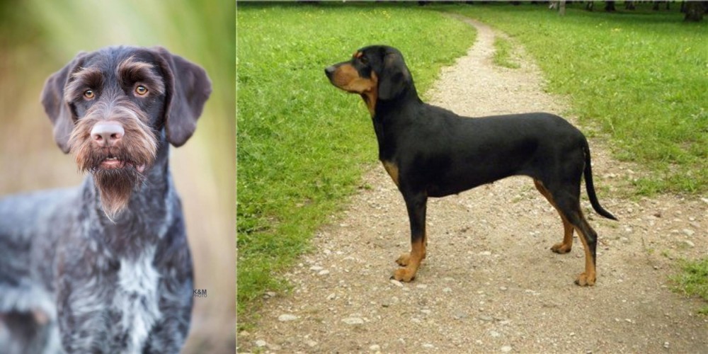 Latvian Hound vs German Wirehaired Pointer - Breed Comparison