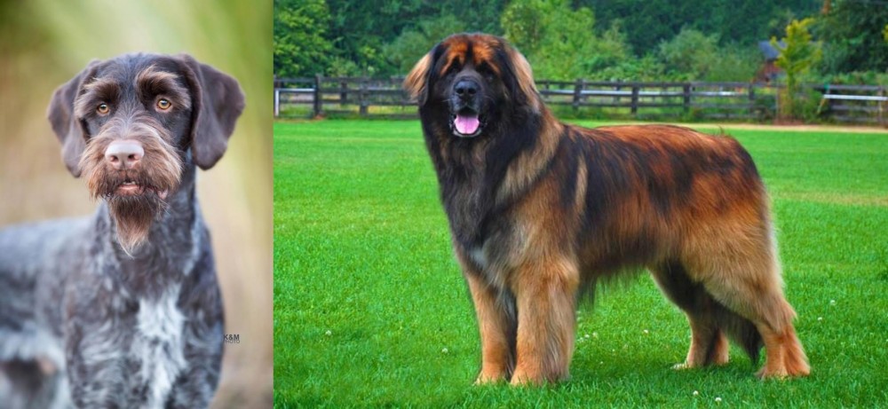 Leonberger vs German Wirehaired Pointer - Breed Comparison