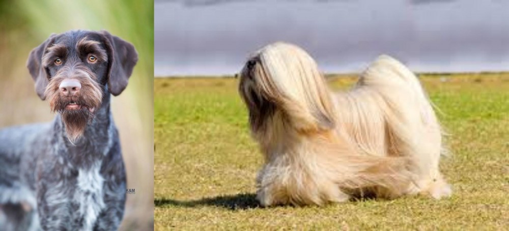 Lhasa Apso vs German Wirehaired Pointer - Breed Comparison