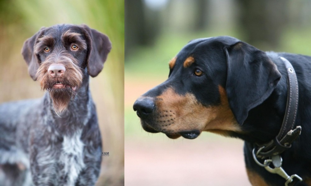 Lithuanian Hound vs German Wirehaired Pointer - Breed Comparison