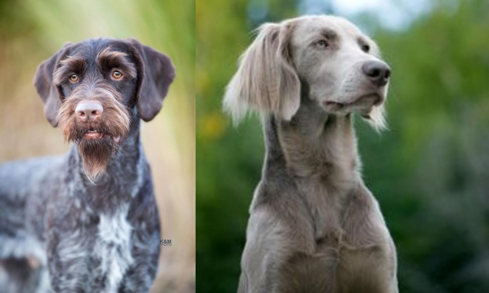 Longhaired Weimaraner vs German Wirehaired Pointer - Breed Comparison