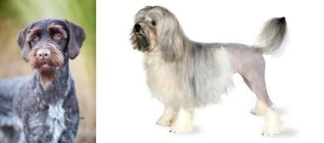 Lowchen vs German Wirehaired Pointer - Breed Comparison