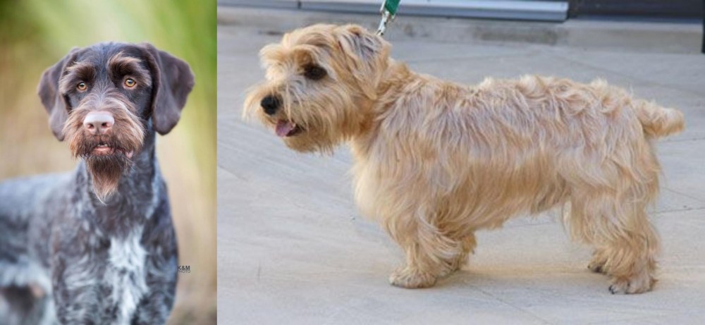 Lucas Terrier vs German Wirehaired Pointer - Breed Comparison
