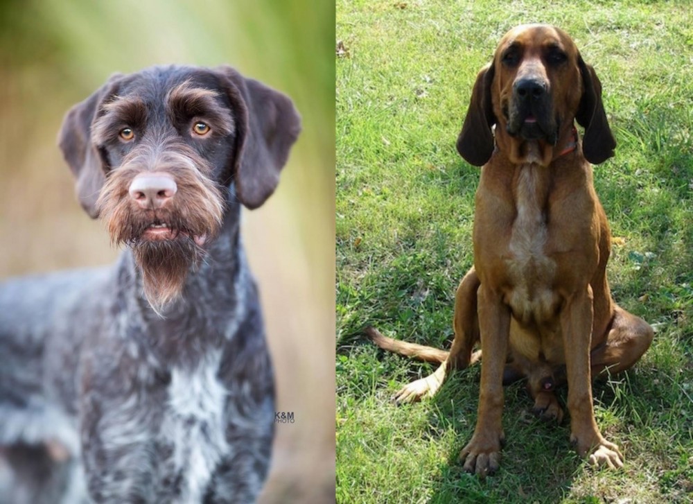 Majestic Tree Hound vs German Wirehaired Pointer - Breed Comparison