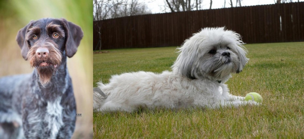 Mal-Shi vs German Wirehaired Pointer - Breed Comparison