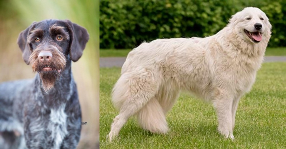 Maremma Sheepdog vs German Wirehaired Pointer - Breed Comparison