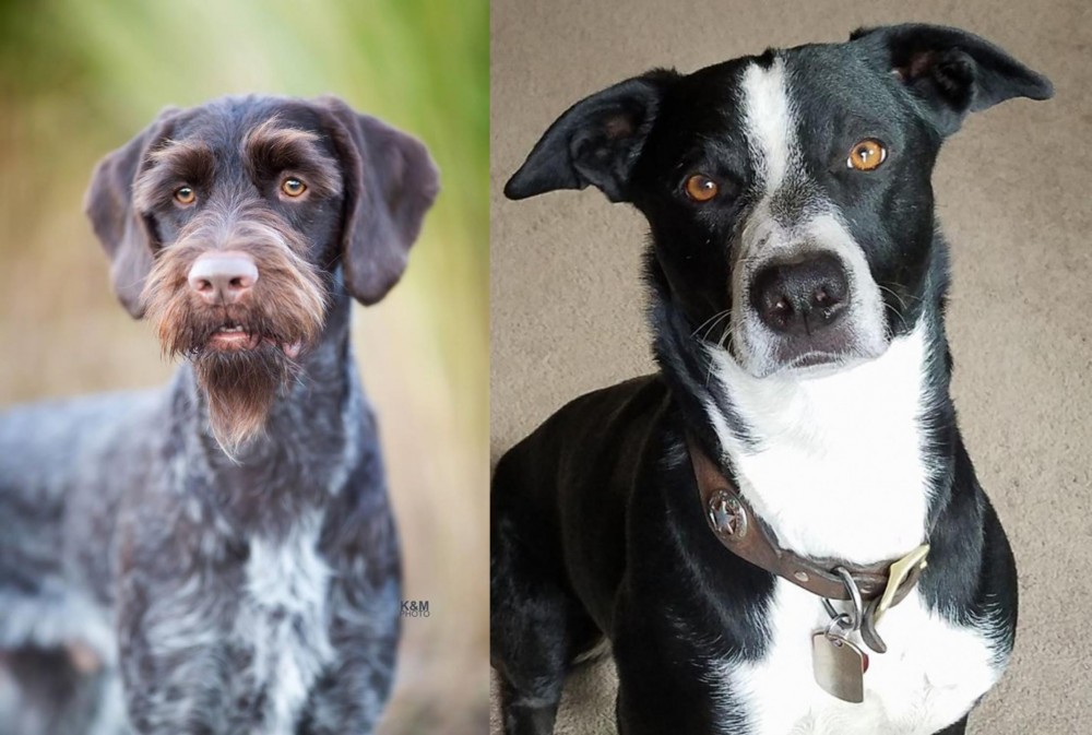 McNab vs German Wirehaired Pointer - Breed Comparison