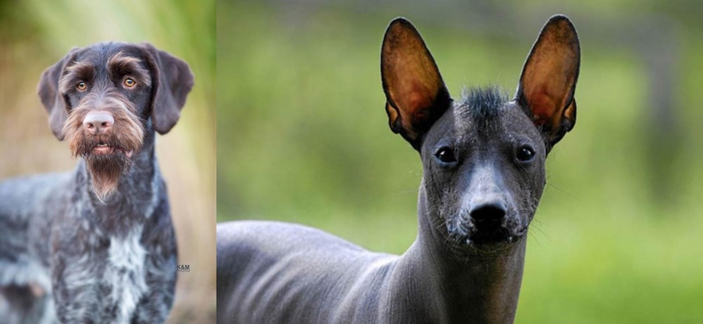 Mexican Hairless vs German Wirehaired Pointer - Breed Comparison
