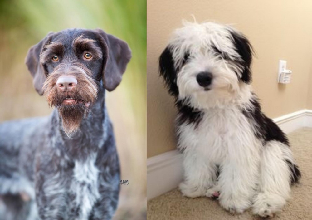 Mini Sheepadoodles vs German Wirehaired Pointer - Breed Comparison