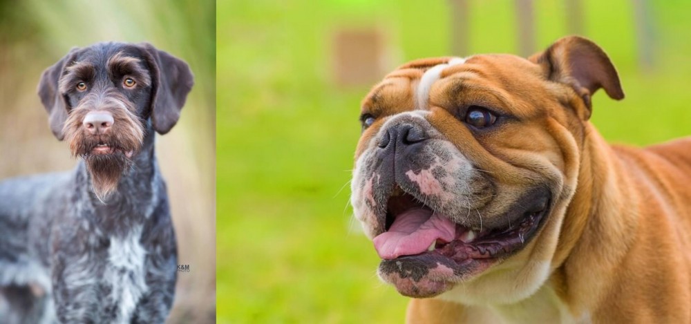 Miniature English Bulldog vs German Wirehaired Pointer - Breed Comparison
