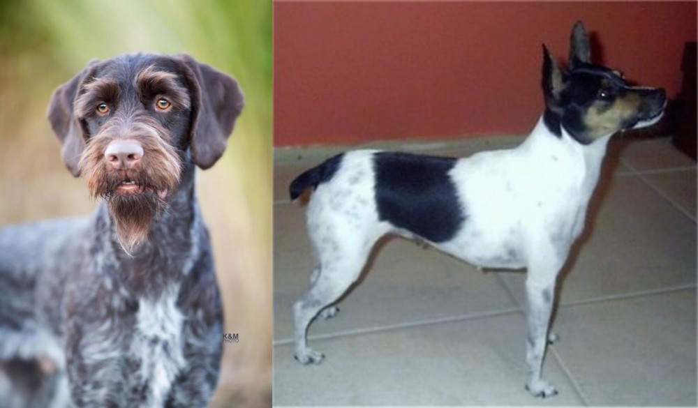 Miniature Fox Terrier vs German Wirehaired Pointer - Breed Comparison