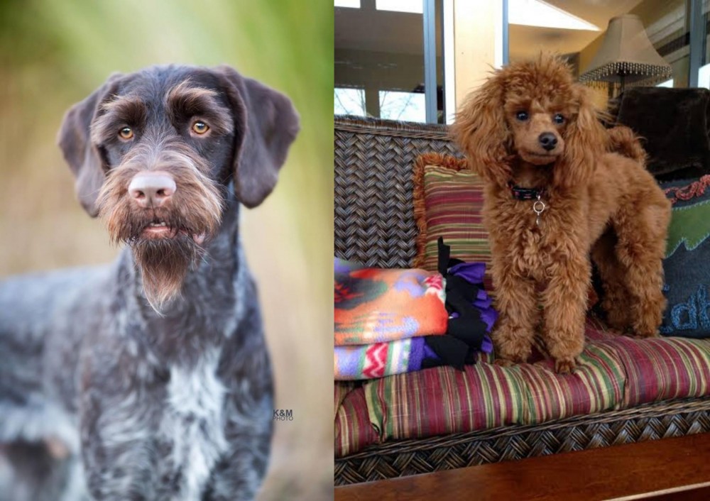 Miniature Poodle vs German Wirehaired Pointer - Breed Comparison