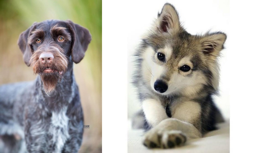 Miniature Siberian Husky vs German Wirehaired Pointer - Breed Comparison