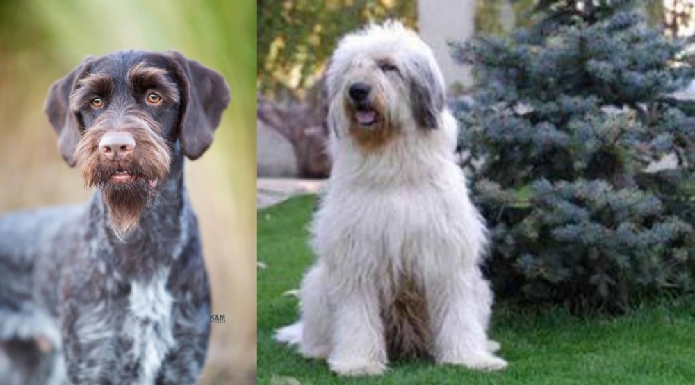 Mioritic Sheepdog vs German Wirehaired Pointer - Breed Comparison