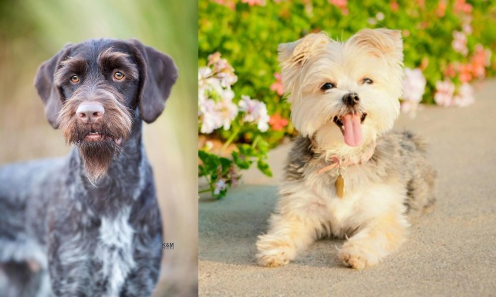 Morkie vs German Wirehaired Pointer - Breed Comparison