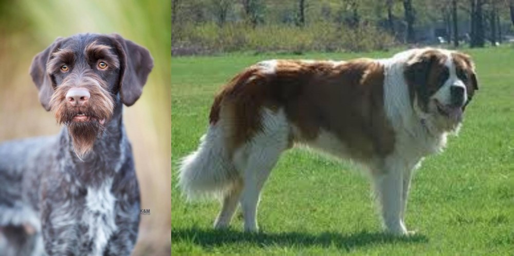 Moscow Watchdog vs German Wirehaired Pointer - Breed Comparison