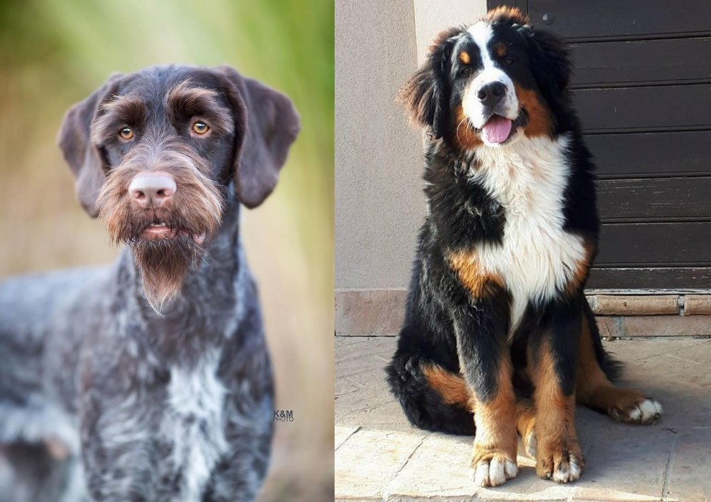 Mountain Burmese vs German Wirehaired Pointer - Breed Comparison