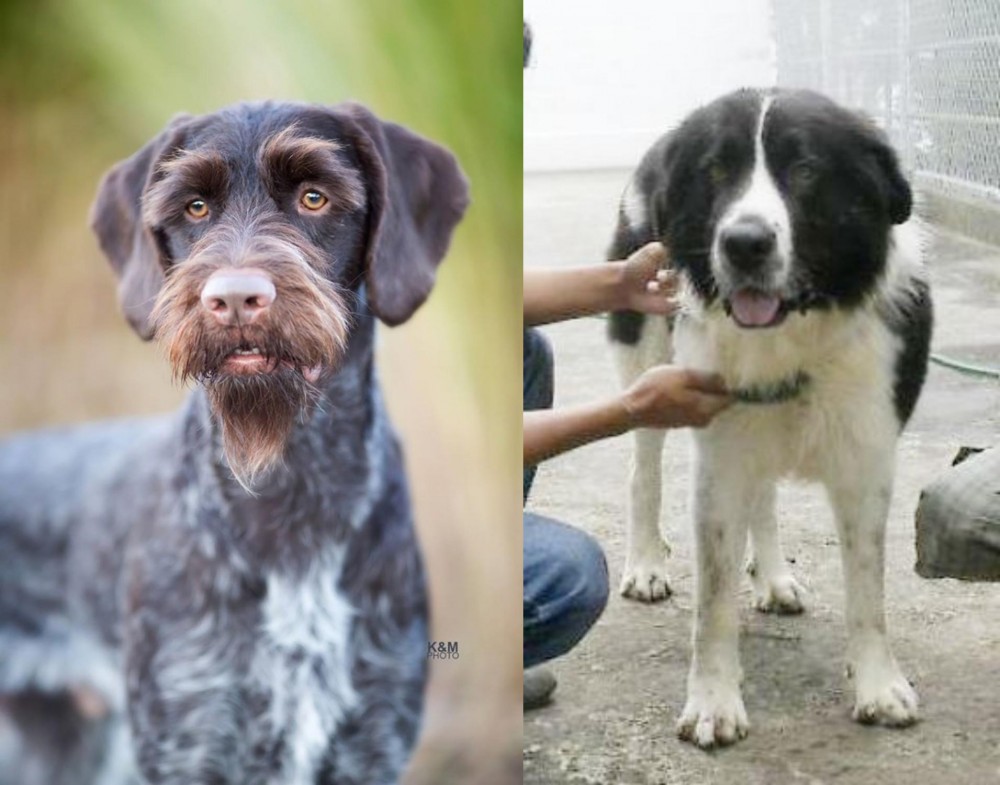 Mucuchies vs German Wirehaired Pointer - Breed Comparison
