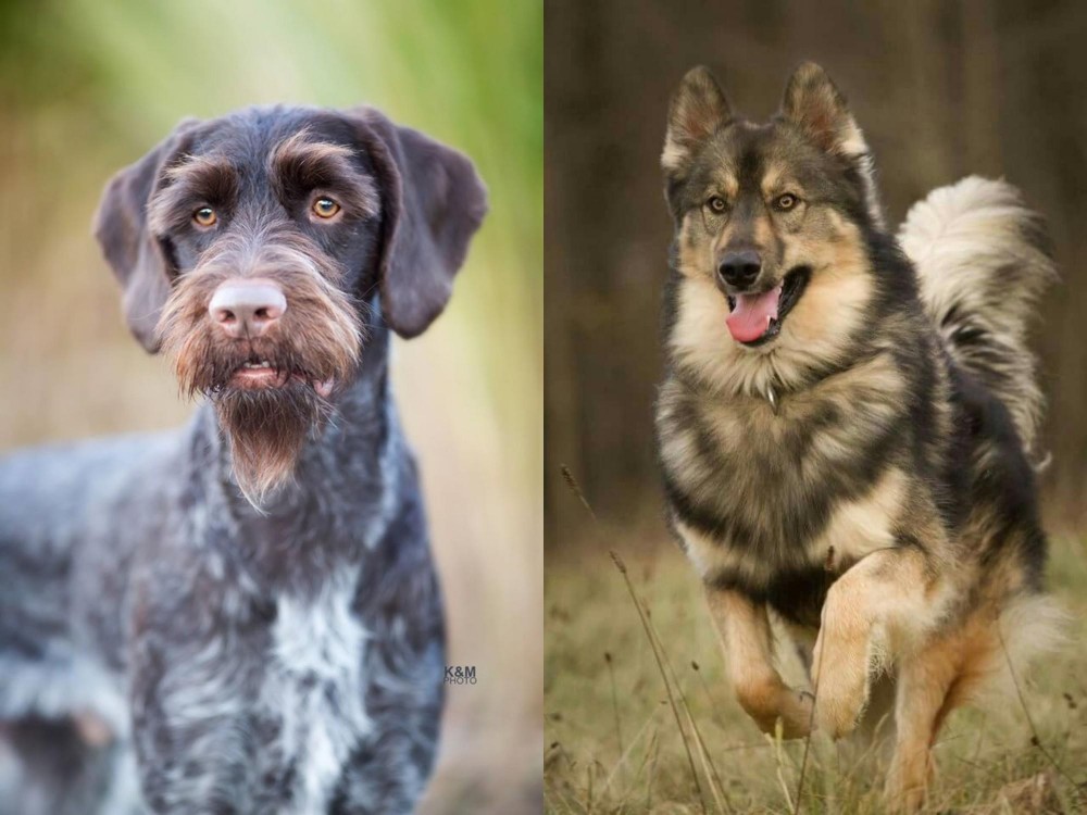 Native American Indian Dog vs German Wirehaired Pointer - Breed Comparison